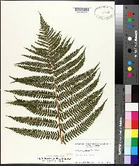 Dryopteris filix-mas image