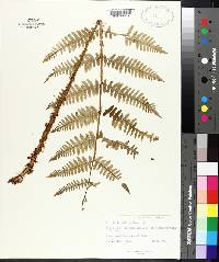 Dryopteris goldieana image