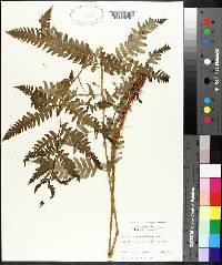 Dryopteris goldieana image