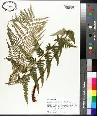 Dryopteris ludoviciana image