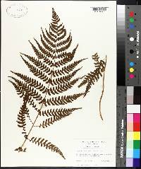 Dryopteris marginalis image