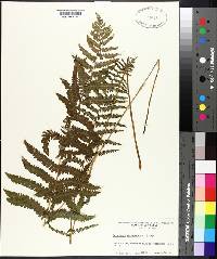 Dryopteris thelypteris image