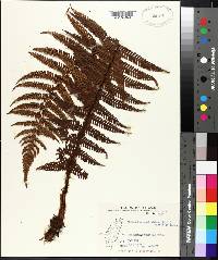 Dryopteris wallichiana image