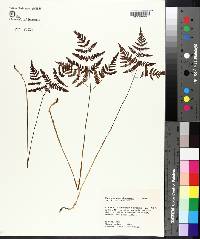 Gymnocarpium dryopteris image