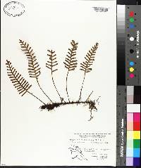 Polypodium polypodioides image