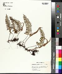 Polypodium polypodioides image