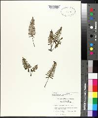 Pleopeltis polypodioides image