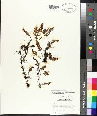 Pleopeltis polypodioides subsp. michauxiana image