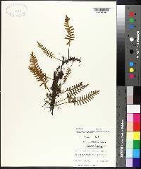 Pleopeltis polypodioides subsp. michauxiana image