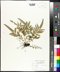 Pteris vittata image