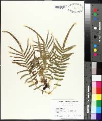 Pteris vittata image