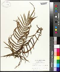 Pteris vittata image