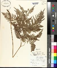 Pteridium aquilinum subsp. pseudocaudatum image