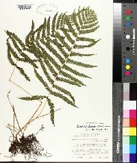 Thelypteris kunthii image