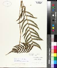 Thelypteris kunthii image