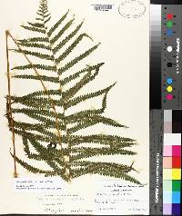 Thelypteris kunthii image