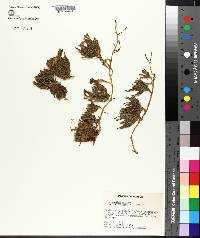 Lycopodium alpinum image