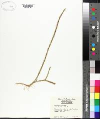 Lycopodium inundatum var. bigelovii image