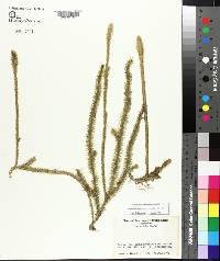 Lycopodiella alopecuroides image