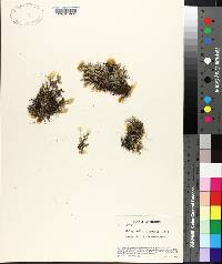 Selaginella rupestris image