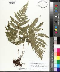 Deparia japonica image