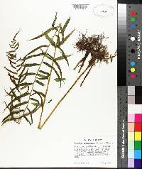 Athyrium pycnocarpon image