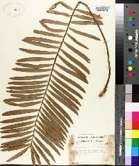 Zamia pumila image