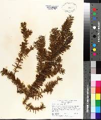 Taxus canadensis image