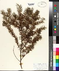 Taxus canadensis image