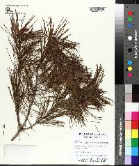 Pinus clausa image