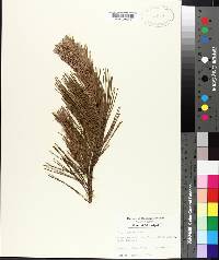 Pinus echinata image