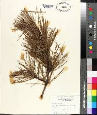 Pinus echinata image