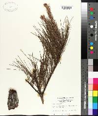 Pinus echinata image