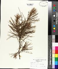 Pinus echinata image