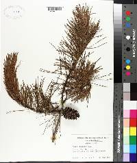 Pinus echinata image