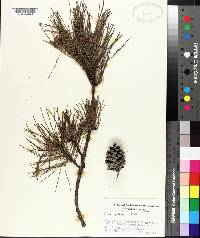 Pinus echinata image