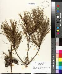 Pinus echinata image