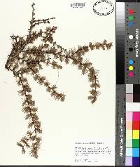 Larix laricina image