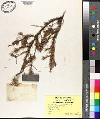 Picea mariana image