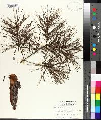 Pinus glabra image