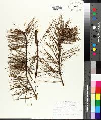 Pinus glabra image