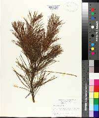 Pinus glabra image