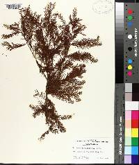 Taxodium distichum image