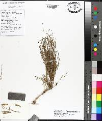 Ephedra californica image