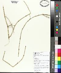 Ephedra ochreata image