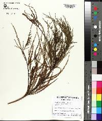 Taxodium distichum var. imbricarium image