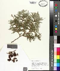 Thuja occidentalis image