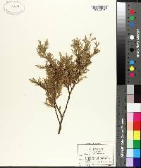 Chamaecyparis thyoides var. henryae image