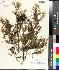 Chamaecyparis thyoides image