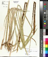 Typha domingensis image